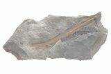 Unidentified Pennsylvanian Fossil Stem Plate - Kentucky #224718-1